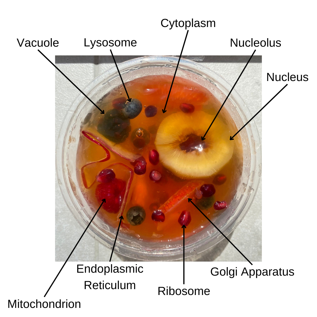 A round container filled with orange jelly representing the cytoplasm and a fruit to represent organelles. A slice of nectarine and grape represent the nucleus and nucleolus respectively, pomegranate seeds represent ribosomes, an apple peel represents the endoplasmic reticulum, slices of strawberry represent the golgi apparatus, blueberries represent lysosomes, blackberries represent vacuoles and raspberries represent mitochondria.