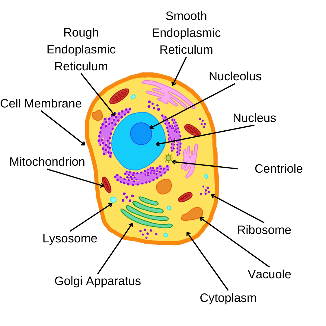 A labelled diagram of an animal cell. The image shows cell membrane (orange), cytoplasm (yellow), a nucleus (blue), mitochondria (red), ribosomes (purple), lysosomes (light blue),