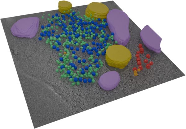 Quantitative Biology Across Scales
