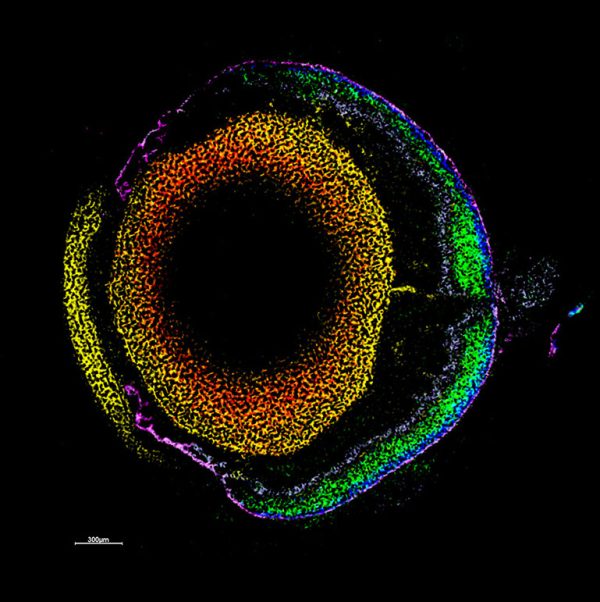 Integrated Chemical Imaging in Cells and Tissues