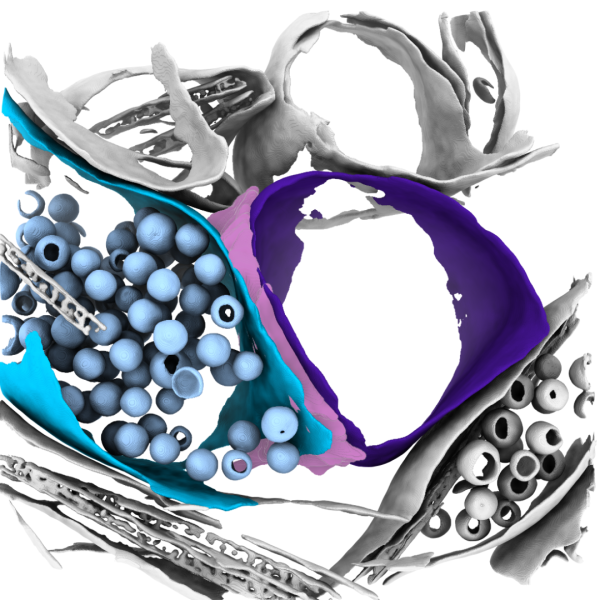 Emerging Interest Area: Imaging the Sub-cellular Functional Genomics of Disease